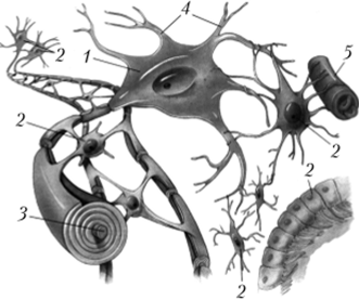 Схема взаимоотношений между нейроном, глиоцитом.