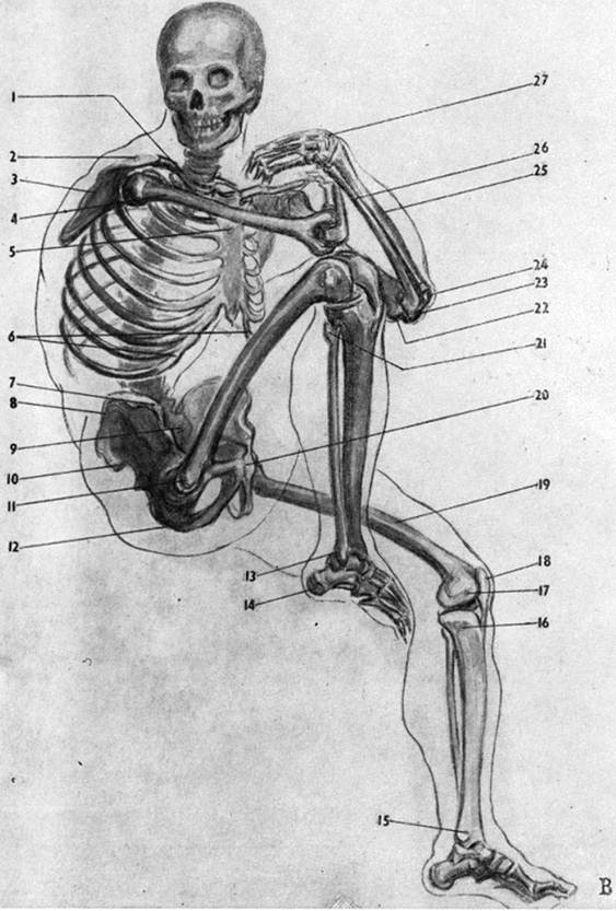 Литература. Пластическая анатомия человека, четвероногих животных и птиц.