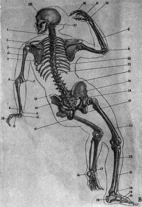 Литература. Пластическая анатомия человека, четвероногих животных и птиц.