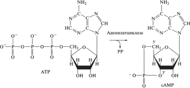 Образование циклического адснозилмонофосфата (сАМР) из АТР. катализируемое.
