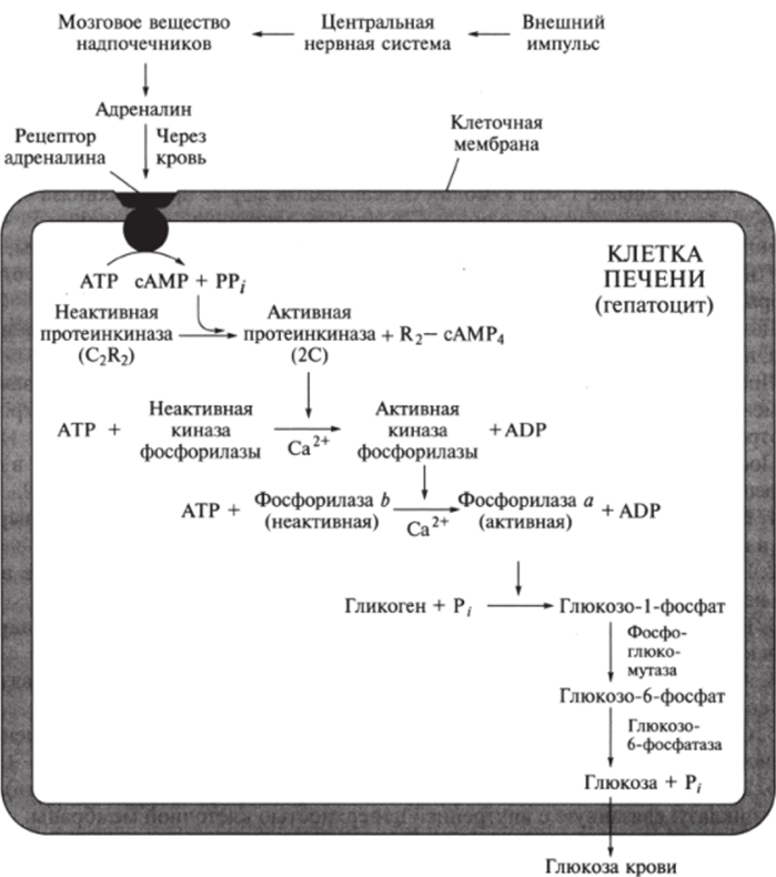 Последовательность стадий (каскад), в результате которых адреналин стимулирует в.