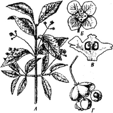 Бересклет бородавчатый (Euonymus verrucosa).