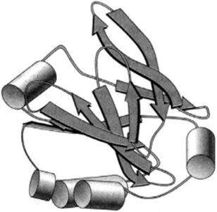 Третичная структура лактоглобулина — типичного а/р-белка (по PDB-200I) (Brownlow, S., Marais Cabral, J. H., Cooper, R., Flower, D. R., Yewdall, S. J., Polikarpov, I., North, A. C., Sawyer, L.