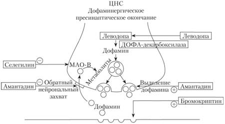 Локализация действия противопаркинсонических средств в дофаминовом синапсе.
