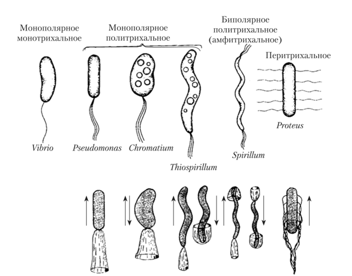 Жгутики у бактерий (вверху) и формы вращения бактериальных жгутиков (внизу).