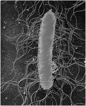 Жгутики у бактерий Proteus mirabilis (х9500) (электронная микрофотография).