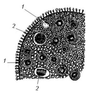 Фрагмент колонии вольвокса с половыми клетками.