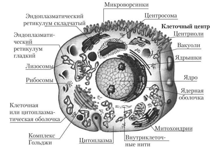 Структура животной клетки.