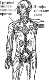 Схема лимфатической системы человека.