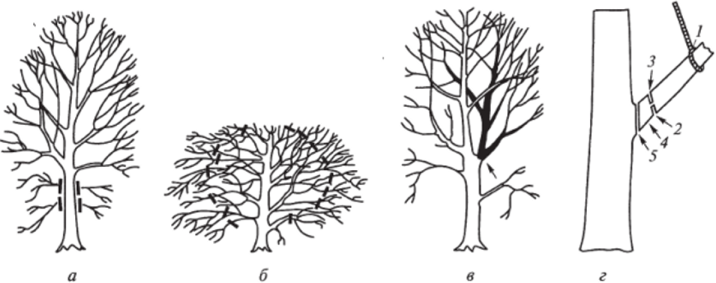 Схемы формирования деревьев.