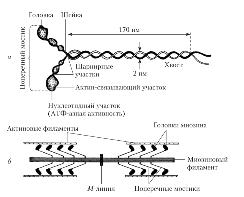Строение отдельной молекулы миозина (а) и рабочее положение ее структурных элементов в миозиновом филаменте в составе саркомера (б).