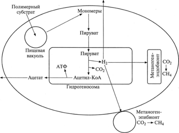 Поток субстрата и функции гидрогеносомы в клетке строго анаэробного протиста.