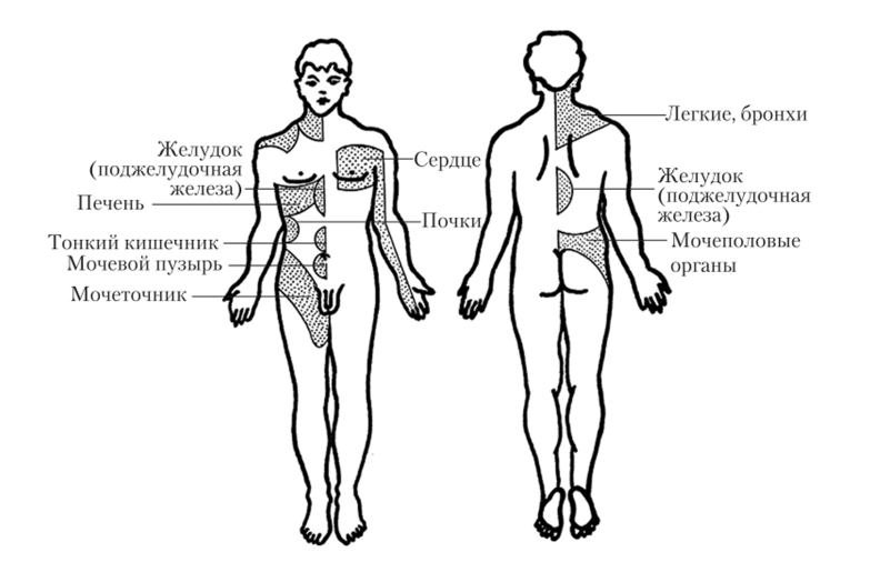 Зоны Захарьина — Геда (отражение боли при заболеваниях внутренних органов).