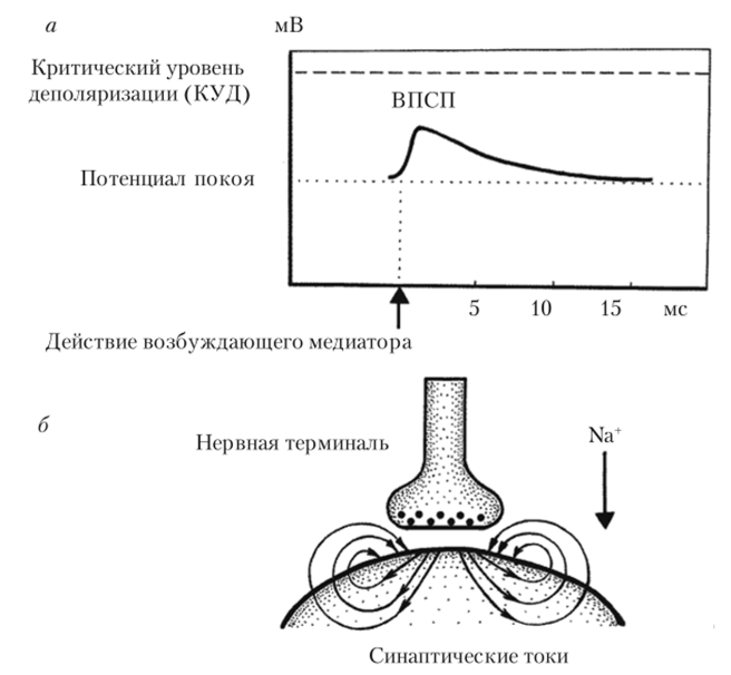 Генерация деполяризующего мембрану ВПСП (а) и схема, демонстрирующая направление синаптических токов при генерации ВПСП (б).