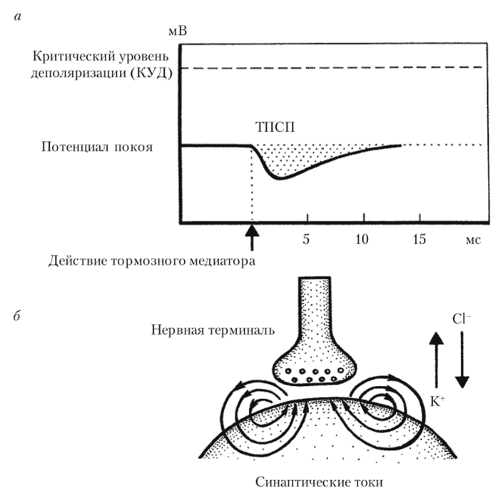Генерация гиперполяризующего мембрану ТПСП (а) и схема, демонстрирующая направление синаптических токов при генерации ТПСП (б).