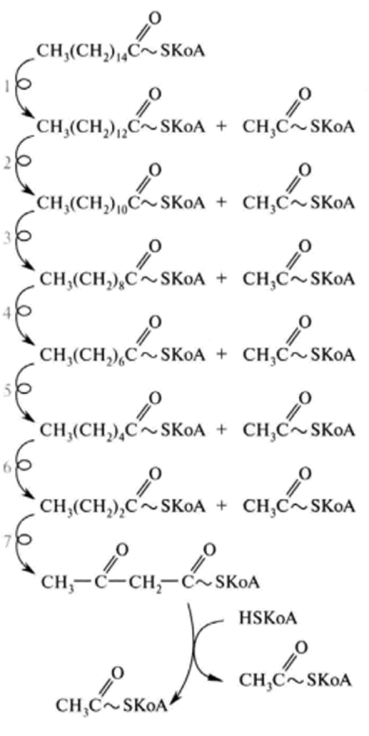 Схема катаболизма пальмитиновой кислоты (С) путем р-окисления.