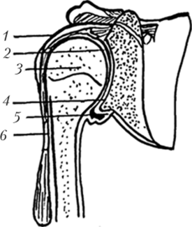 Плечевой сустав правый (фронтальный распил).
