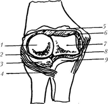 Локтевой сустав правый (фронтальный распил).