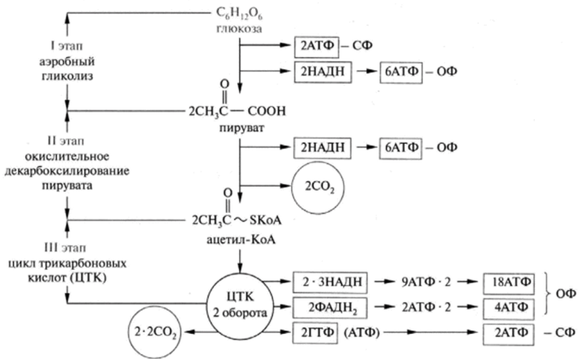 Схема полного окисления глюкозы до шести молекул С0и энергетическая эффективность этого процесса (баланс АТФ); пути образования АТФ.
