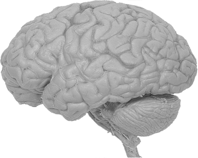 Внешний вид головного мозга человека.