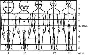 Схема изменения пропорций человеческого организма в процессе роста.