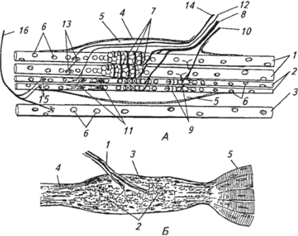 Строение мышечного веретена (Л) и сухожильного рецептора Гольджи (Б).