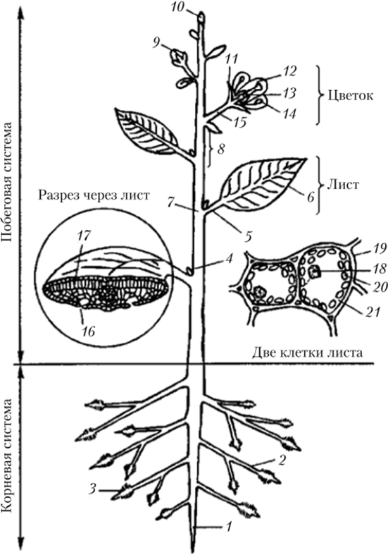 Общий план строения высших растений.