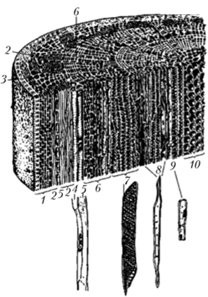 1 — покровные ткани (снаружи внутрь: один слой эпидермиса, пробка, первичная кора); 2—5 — луб (2 — лубяные волокна; 3 — ситовидные трубки; 4 — клетки-спутники; 5 — клетки лубяной паренхимы); в — клетки камбия; 7— 9 — клетки древесины (7 — клетки сосудов; 8 — древесинные волокна; 9 — клетки древесинной паренхимы); 10 — клетки сердцевины Взаимная топография ксилемы и флоэмы: флоэма — снаружи, ксилема — внутри.