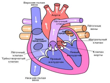 Схема сердца человека (вид спереди).