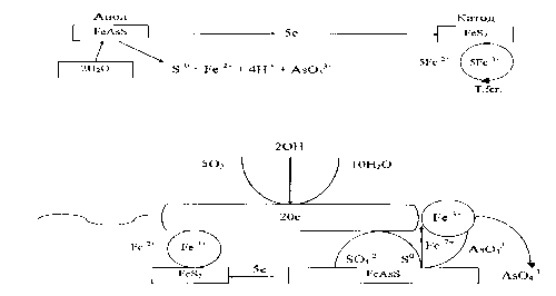 Схема механизма бактериального окисления пирита и арсенопирита, представленного в виде катодно-анодной реакции (а) и в присутствии клетки (б).