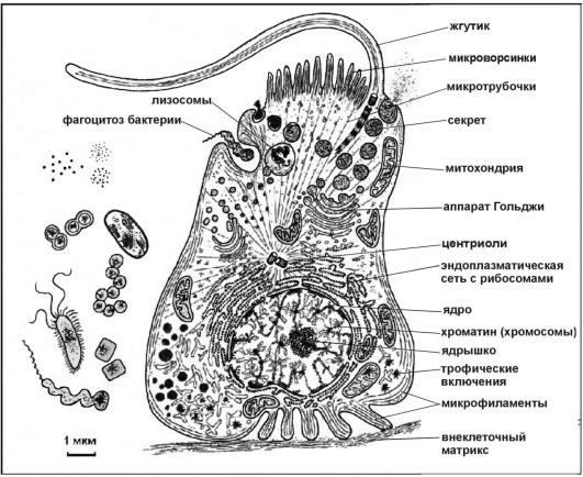 Сравнительная морфология прокариотных (слева) и эукариотной (справа) клеток, изображенных в одном масштабе.