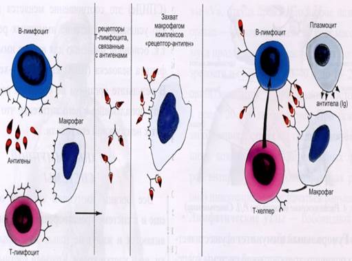 Развитие Т-и В-лимфоцитов.