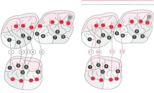 Схема окклюзионных контактов зуба 47 с зубами-антагонистами 16 и 17 при I классе окклюзии по Энглю.