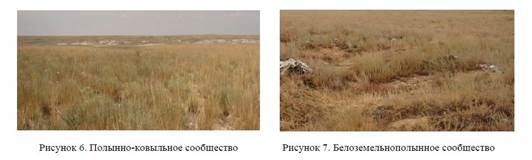 Естественное состояние степной растительности в местах интенсивной пожарной дигрессии (на примере Улытауского района Карагандинской области).