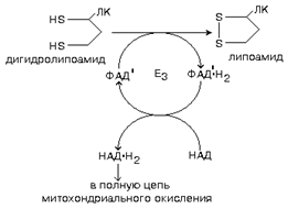 Окислительное декарбоксилирование пировиноградной и — кетоглутаровой кислот в митохондриях.
