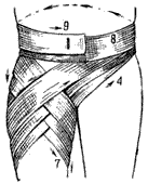 Общий вид восходящей передней колосовидной повязки на область тазобедренного сустава.