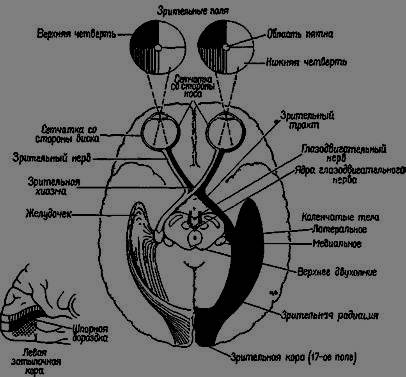 III пара, глазодвигательный нерв (n. oculomotorius), образована волокнами, идущими от одноименных ядер, лежащих в центральном сером веществе, под водопроводом мозга (Сильвиев водопровод). Выходит на основание мозга между его ножками через верхнюю глазничную щель, проникает в глазницу и иннервирует все мышцы глазного яблока, за исключением верхней косой и наружной прямой мышц. Содержащиеся в глазодвигательном нерве парасимпатические волокна иннервируют гладкую мускулатуру глаза.
