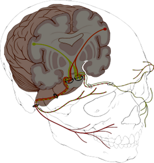 VIII пара, преддверно-улитковый (слуховой) нерв (n. vestibulocochlearis), делится на две части — улитковую (pars cochlearis) и преддверную (pars vestibularis). Улитковая часть проводит импульсы от органа слуха и состоит из аксонов и дендритов клеток спирального узла, лежащего в костной улитке. Преддверная часть, несущая вестибулярные функции, отходит от вестибулярного узла, расположенного на дне внутреннего слухового прохода. Оба нерва соединяются во внутреннем слуховом проходе в общий преддверно-улитковый нерв, входящий в мозг между мостом и продолговатым мозгом, рядом с лицевым и промежуточным нервами. Волокна улитковой части оканчиваются в дорсальном и вентральном улитковых ядрах покрышки моста, а волокна преддверной части — в ядрах, расположенных в ромбовидной ямке. Значительная часть волокон преддверной части направляется в задний продольный пучок, в мозжечок. Волокна улитковой (слуховой) части, частично перекрещиваясь, идут в составе боковой петли к нижним бугоркам четверохолмия и к внутреннему коленчатому телу. Отсюда начинается центральный слуховой путь, который заканчивается в коре верхней височной извилины.
