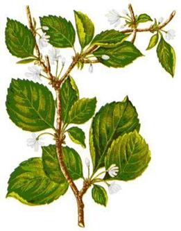 Лимонник китайский - Schisandra chinensis (Turcz.) Baill.