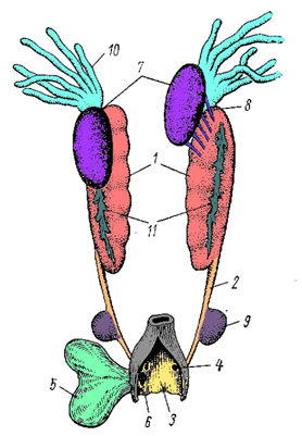 Мочеполовая система самца лягушки.