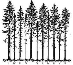 Распределение деревьев в ценозе по классам Крафта.