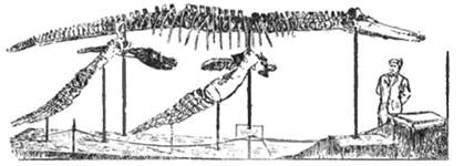 Скелет плиозавра, найденный в шахте № 1 Савельевского сланцевого рудника.