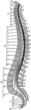 Рис. 3. Схема расположения спинного мозга в позвоночном канале (продольный разрез) и выхода корешков спинномозговых нервов: А — шейных; Б — грудных; В — поясничных; Г — крестцовых; Д — копчиковых В спинном мозге различают серое и белое вещество. Серое вещество — это скопление нервных клеток, к которым подходят и от которых отходят нервные волокна. На поперечном разрезе серое вещество имеет вид бабочки. В центре серого вещества спинного мозга находится центральный канал спинного мозга, слабо различимый невооруженным глазом. В сером веществе различают передние, задние, а в грудном отделе и боковые рога (рис. 1). К чувствительным клеткам задних рогов подходят отростки клеток спинномозговых узлов, составляющие задние корешки; от двигательных клеток передних рогов отходят передние корешки спинного мозга. Клетки боковых рогов относятся квегетативной нервной системе (см.) и обеспечивают симпатическую иннервацию внутренних органов, сосудов, желез, а клеточные группы серого вещества крестцового отдела — парасимпатическую иннервацию тазовых органов. Отростки клеток боковых рогов входят в состав передних корешков. Корешки спинного мозга из позвоночного канала выходят через межпозвонковые отверстия своих позвонков, направляясь сверху вниз на более или менее значительное расстояние. Особенно большой путь они проделывают в нижнем отделе позвоночного капала, образуя конский хвост (поясничные, крестцовые и копчиковый корешки). Передние и задние корешки вплотную подходят друг к другу, образуя спинномозговой нерв (рис. 2).