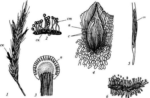 (а) Спорынья пурпурная (Claviceps purpurea).