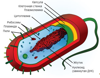 Строение бактериальной клетки.