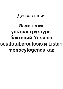 Диссертация: Изменение ультраструктуры бактерий Yersinia pseudotuberculosis и Listeria monocytogenes как результат адаптации к различным условиям существования