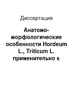 Диссертация: Анатомо-морфологические особенности Hordeum L., Triticum L. применительно к проблемам селекции