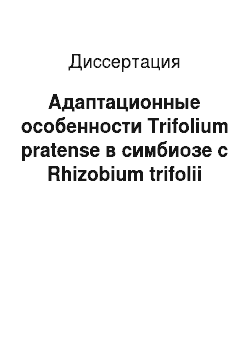 Диссертация: Адаптационные особенности Trifolium pratense в симбиозе с Rhizobium trifolii