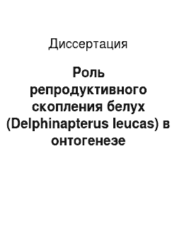 Диссертация: Роль репродуктивного скопления белух (Delphinapterus leucas) в онтогенезе поведения детенышей, Белое море, о. Соловецкий