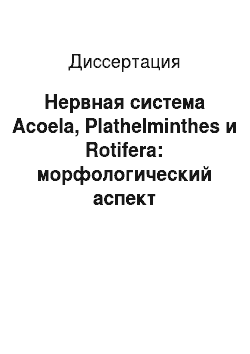 Диссертация: Нервная система Acoela, Plathelminthes и Rotifera: морфологический аспект